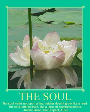 Floating Lily, the soul